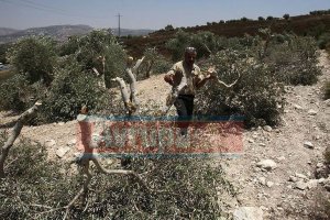 Yahudi yerleşimciler Filistinli çiftçinin zeytin fidanlarını söktü 