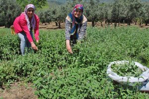 Şarköy'den 7 ülkeye ada çayı ihracatı 