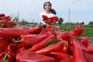 Bafra Ovası'nın kırmızı biberleri dalında alıcı buluyor