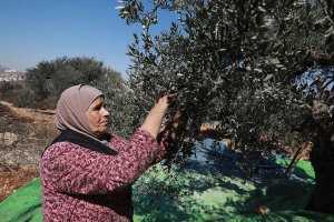 Filistinli çiftçiler Yahudi yerleşimcilerin tehditleri nedeniyle zeytin hasadı yapamıyor