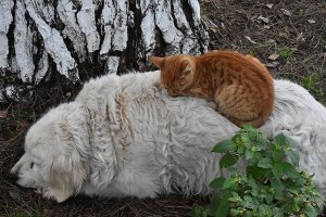 Ordu'da kedi ile köpeğin dostluğu görenleri şaşkına çeviriyor