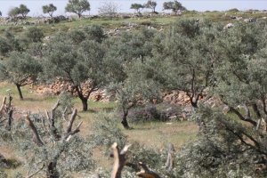 Yahudi yerleşimciler Filistinlilere ait zeytin ağaçlarını söktü