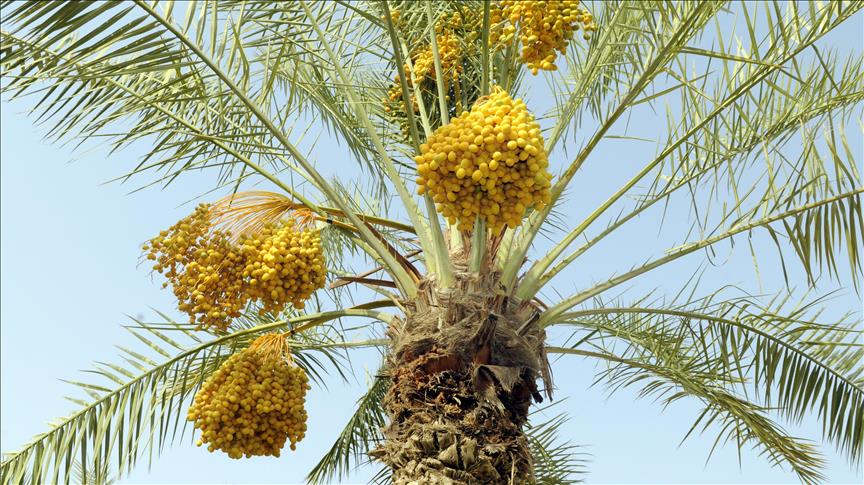 Katar'da Kur'an Botanik Bahçesi kuruldu 