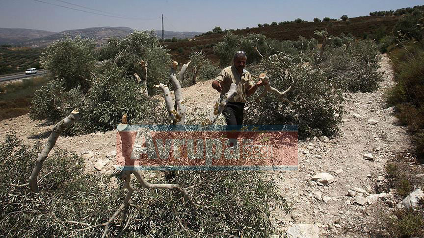 Yahudi yerleşimciler Filistinli çiftçinin zeytin fidanlarını söktü 