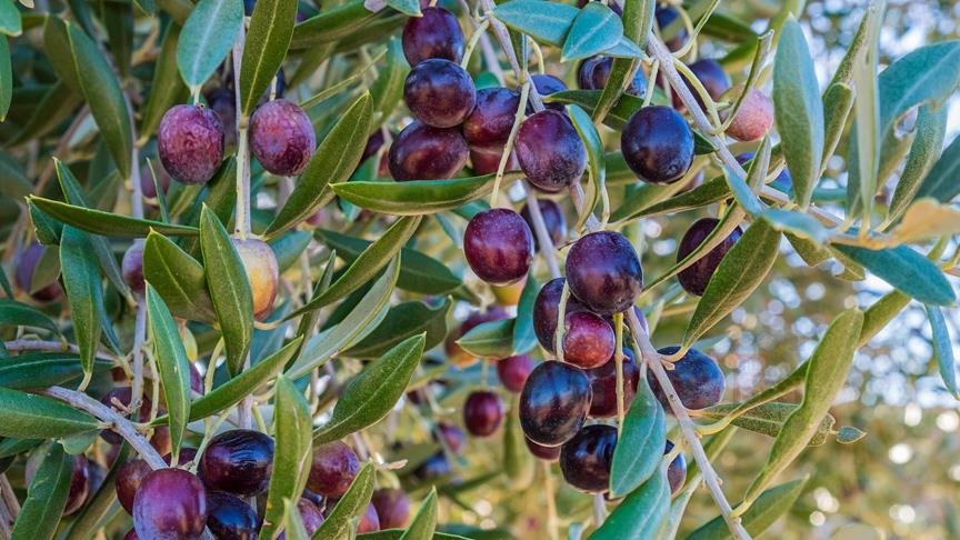 AB'den ABD'nin 'zeytin vergisine' itiraz