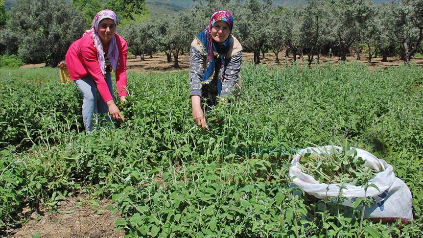 Şarköy'den 7 ülkeye ada çayı ihracatı 