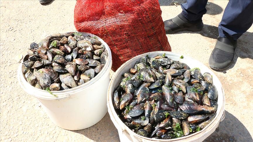 Antalya'da saklanan 1 ton midye imha edildi
