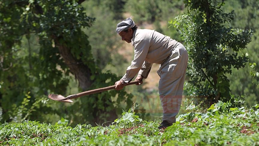 Terörden temizlenen bölgede devlet desteği ile tarım ve hayvancılığa başlandı
