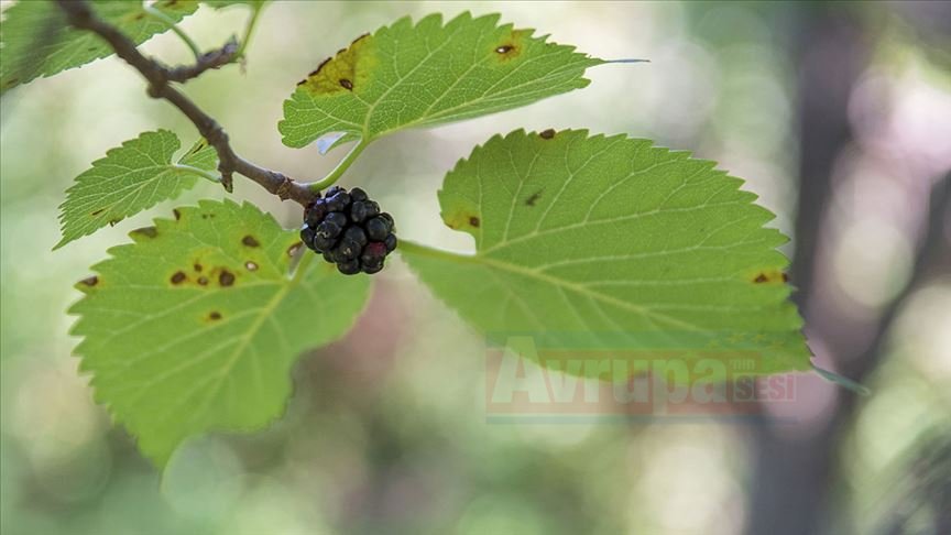 Her derde deva: Karadeniz Karadutun Pekmezi