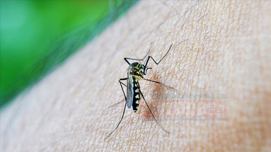 'Sivrisinekler erkekleri neden daha çok ısırıyor'