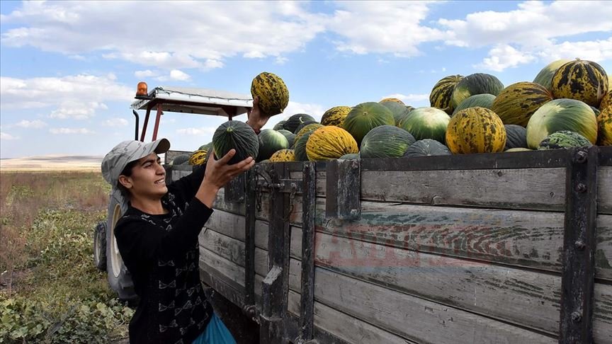 Kavun tarlasından Avrupa Şampiyonlığına