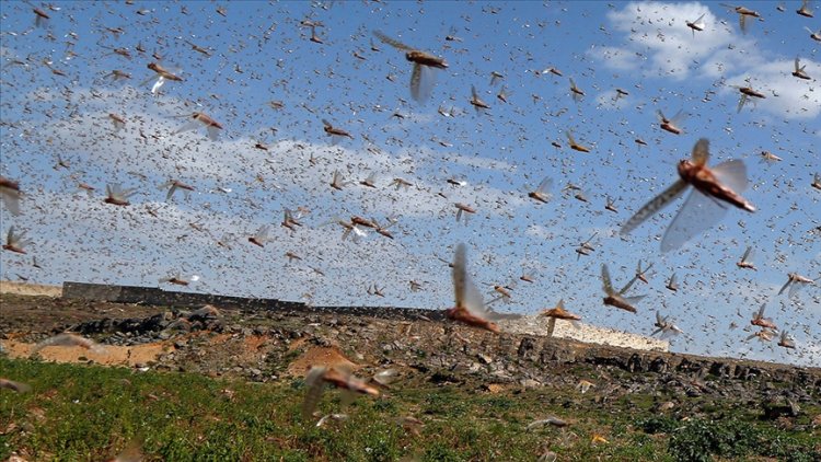 Tanzanya çekirge sürülerinin istilasıyla karşı karşıya