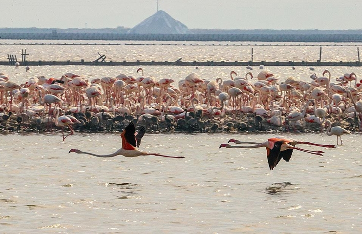 İzmir'deki 'flamingo adası' binlerce allı turnaya kucak açtı