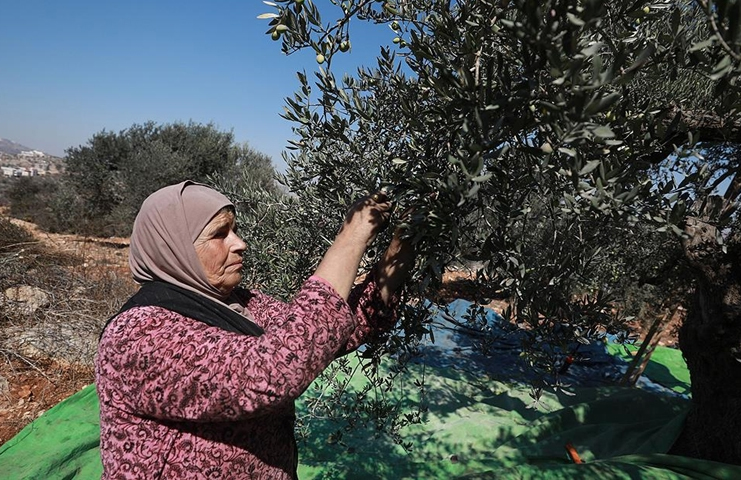 Filistinli çiftçiler Yahudi yerleşimcilerin tehditleri nedeniyle zeytin hasadı yapamıyor