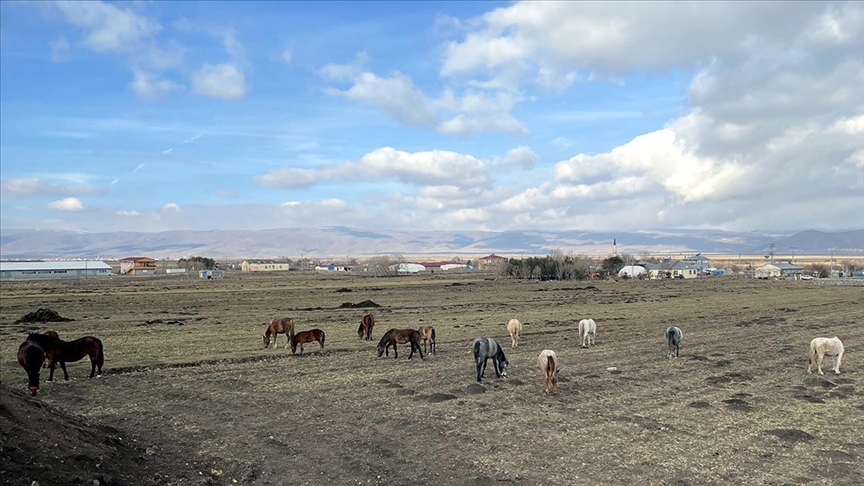 Yılkı atları beslenmek için sürü halinde kent merkezine indi